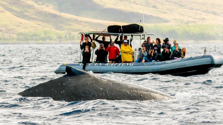 Photo 1 of Hawaii Ocean Rafting Whale Watch and Snorkel in Lāhainā, Maui