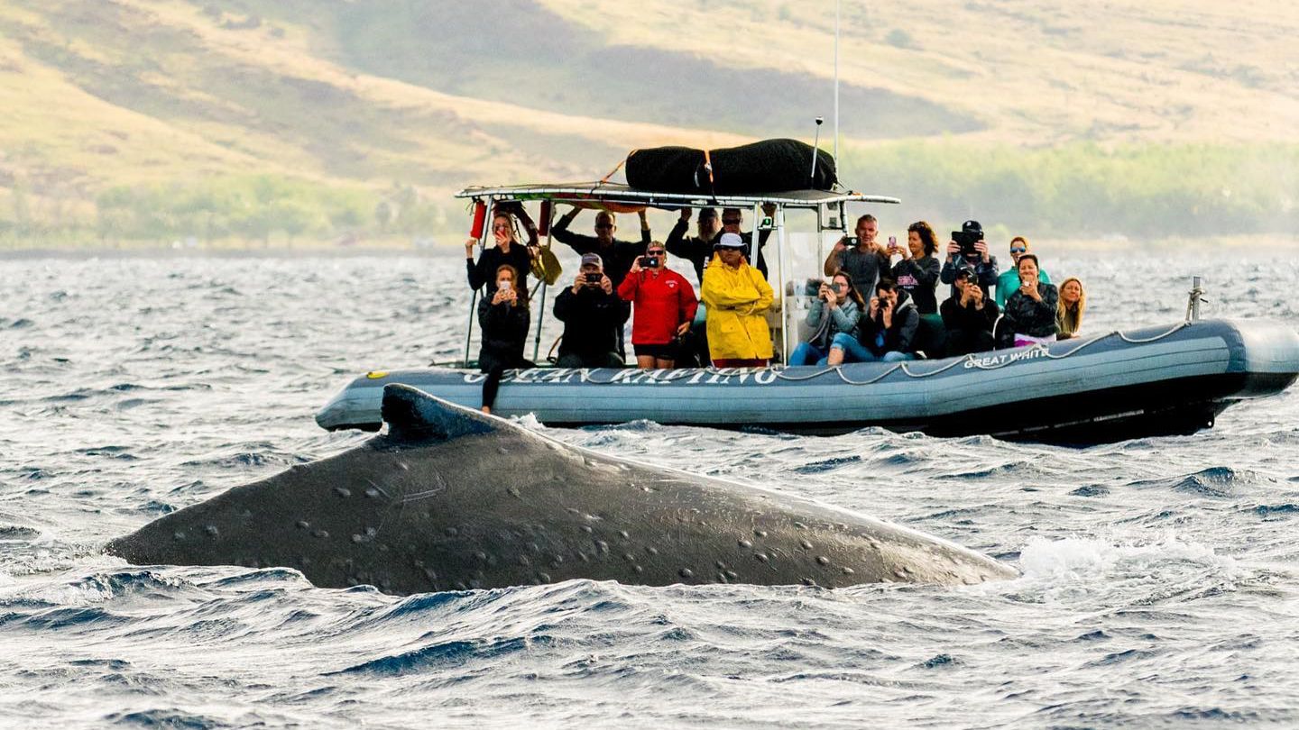 Photo 1 of Hawaii Ocean Rafting Whale Watch and Snorkel in Lāhainā, Maui