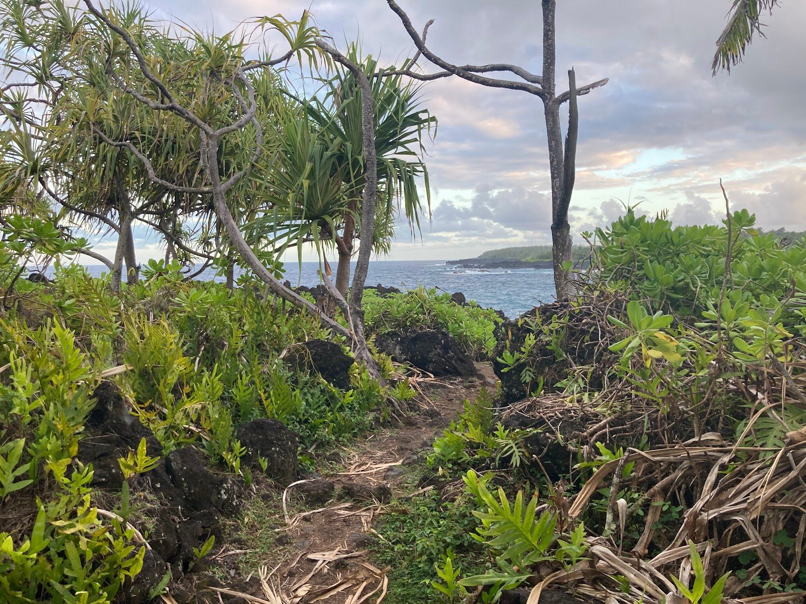 Photo 6 of Ke Ala Loa O Maui / Piilani Trail in Hāna, Maui