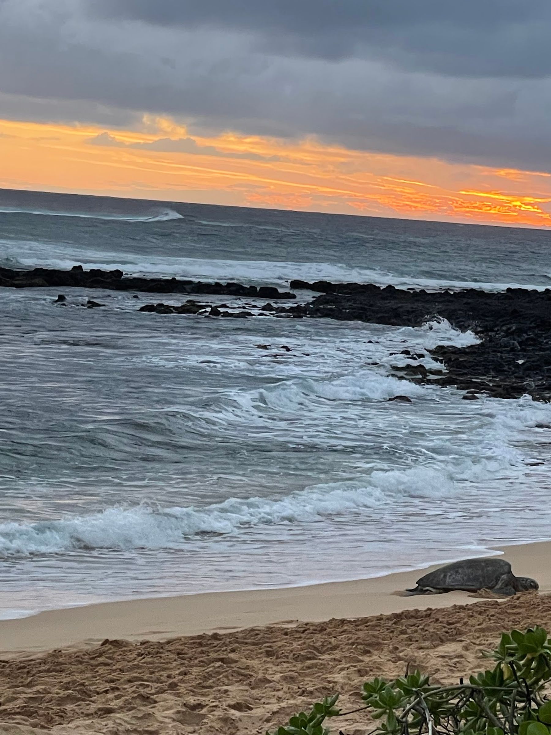 Photo 7 of Honu Bar in Poʻipū, Kauai