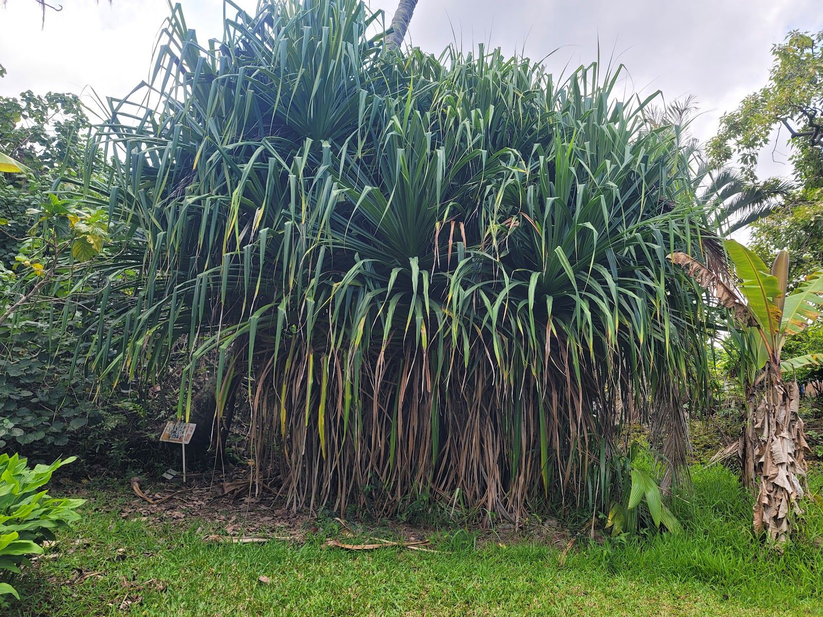 Photo 6 of Amy Greenwell Ethnobotanical Garden in South Kona, Big Island