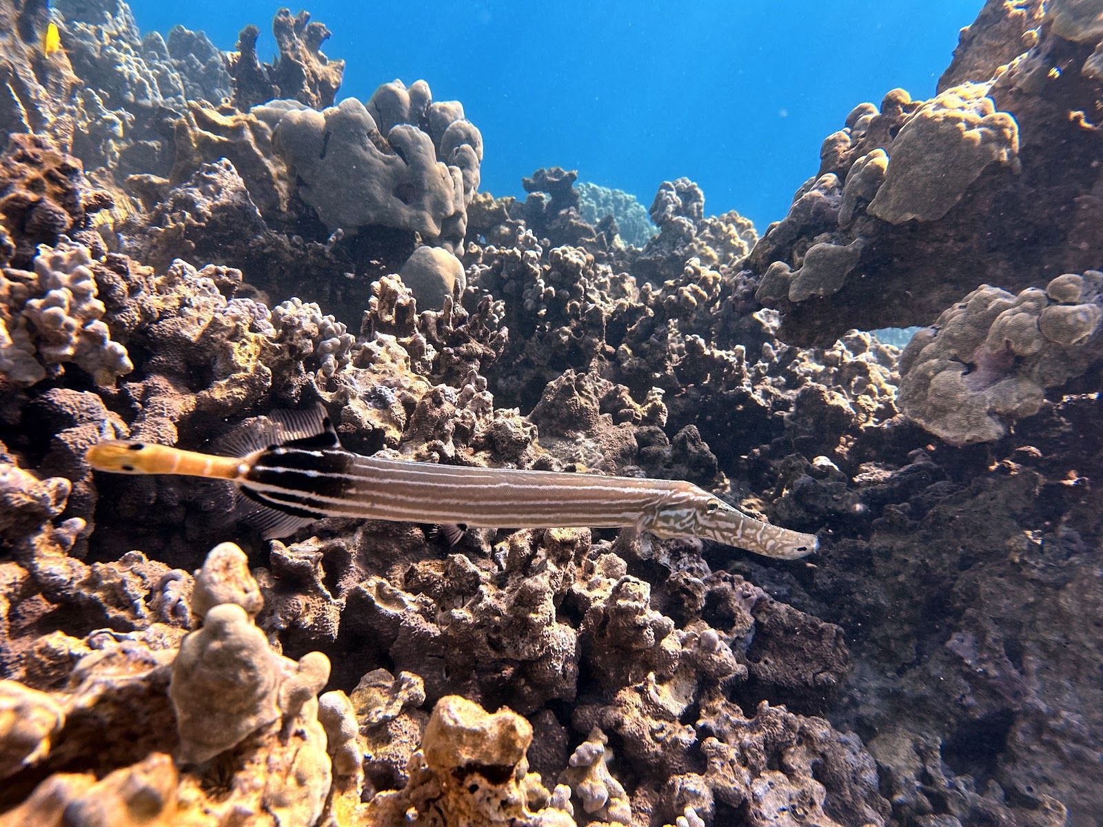 Photo 5 of Ehu and Kai Adventures in South Kona, Big Island