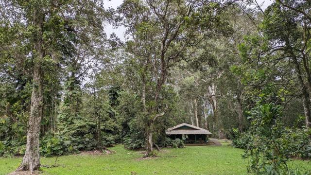 Native forest greenery along a Hawaiʻi Island trail.