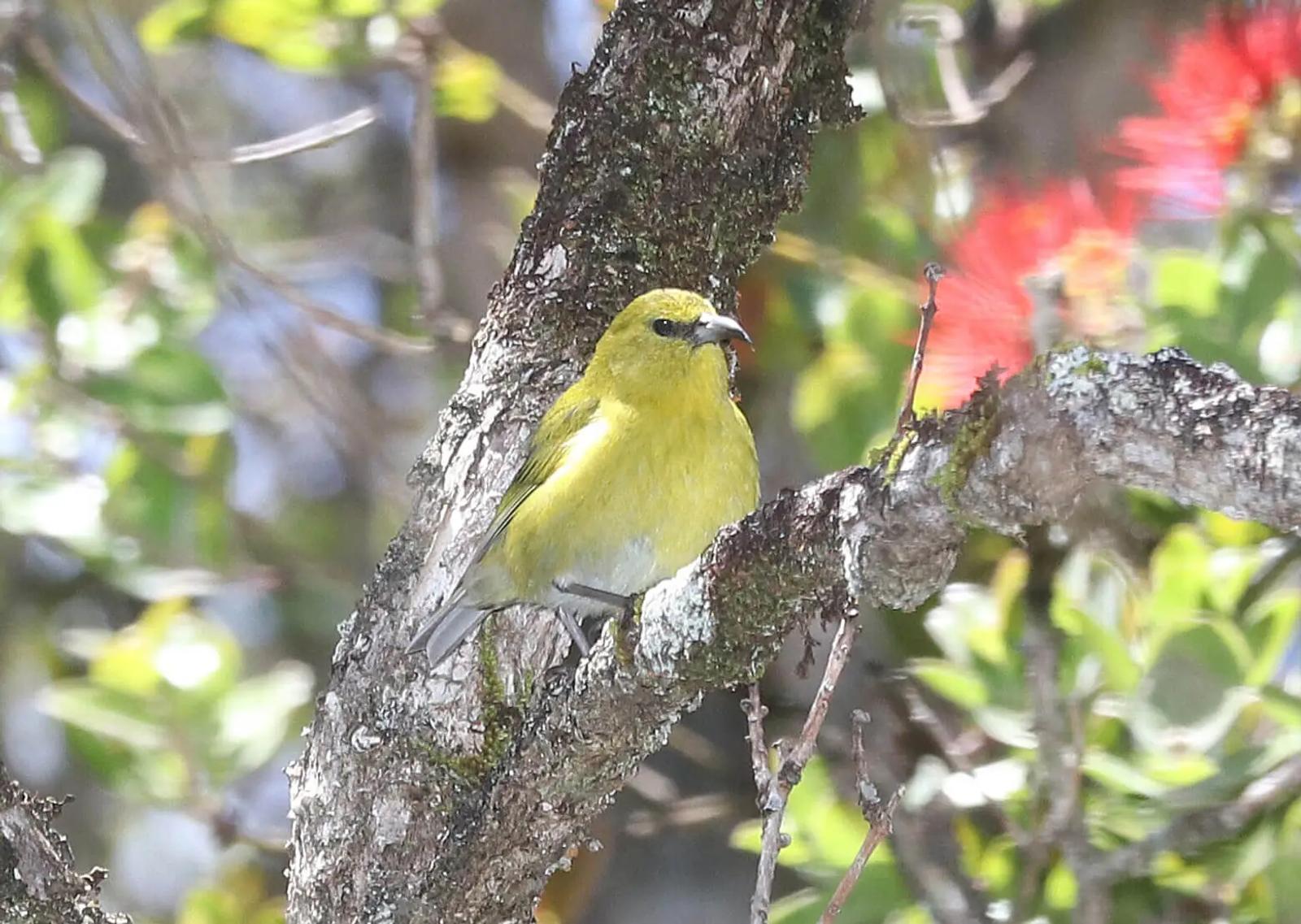 Endemic vs. Introduced: Understanding Kauai’s Wildlife Puzzle