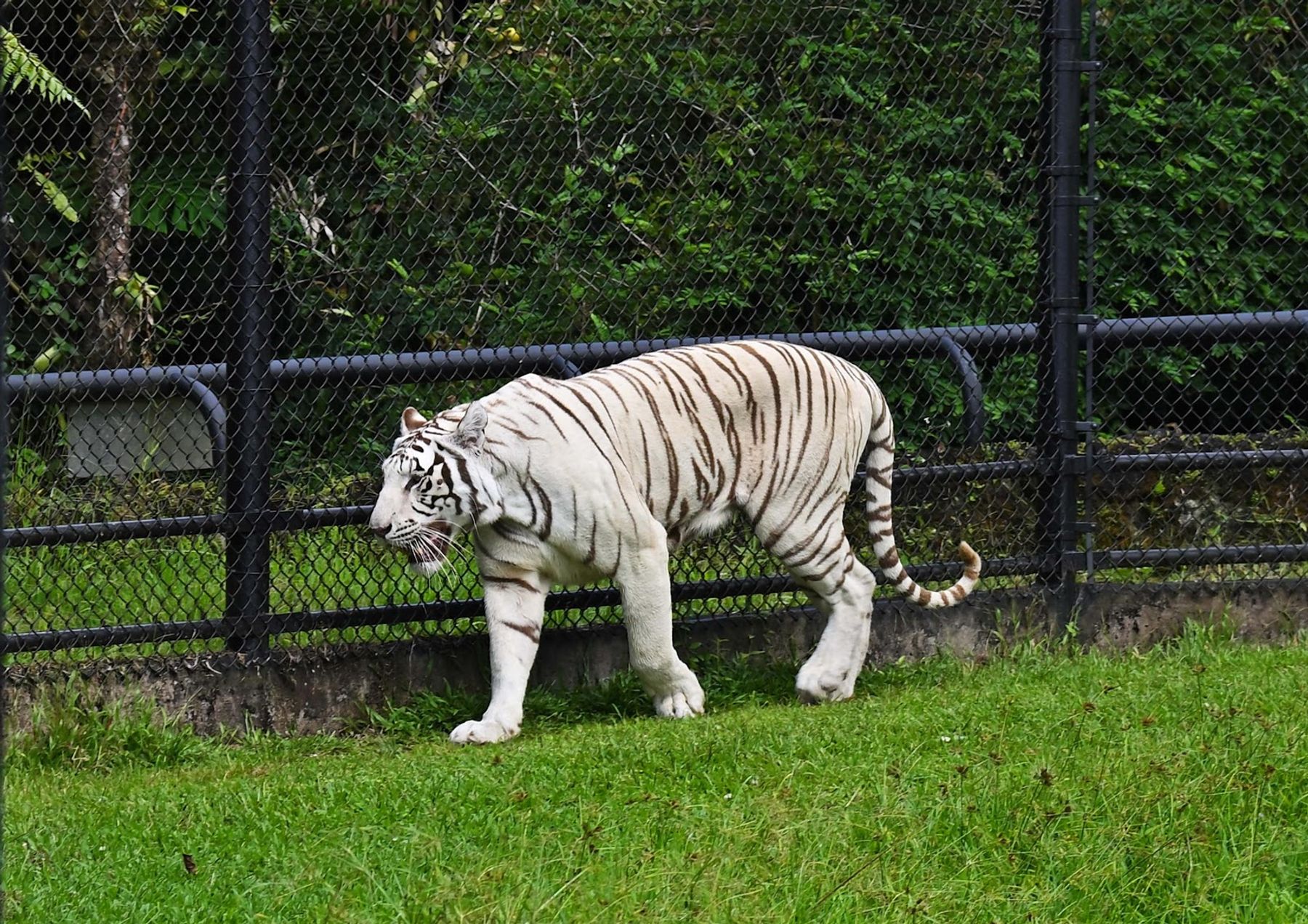 Photo 1 of Panaewa Rainforest Zoo and Gardens in Hilo, Big Island