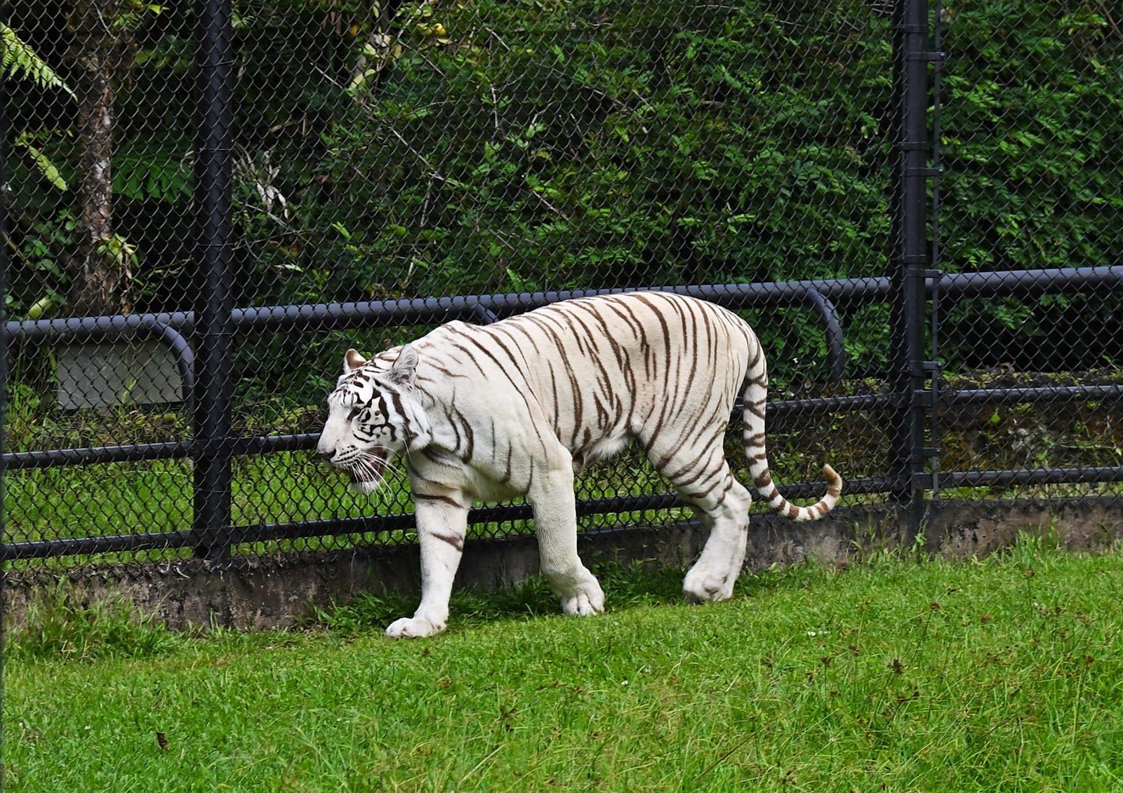 Photo 1 of Panaewa Rainforest Zoo and Gardens in Hilo, Big Island