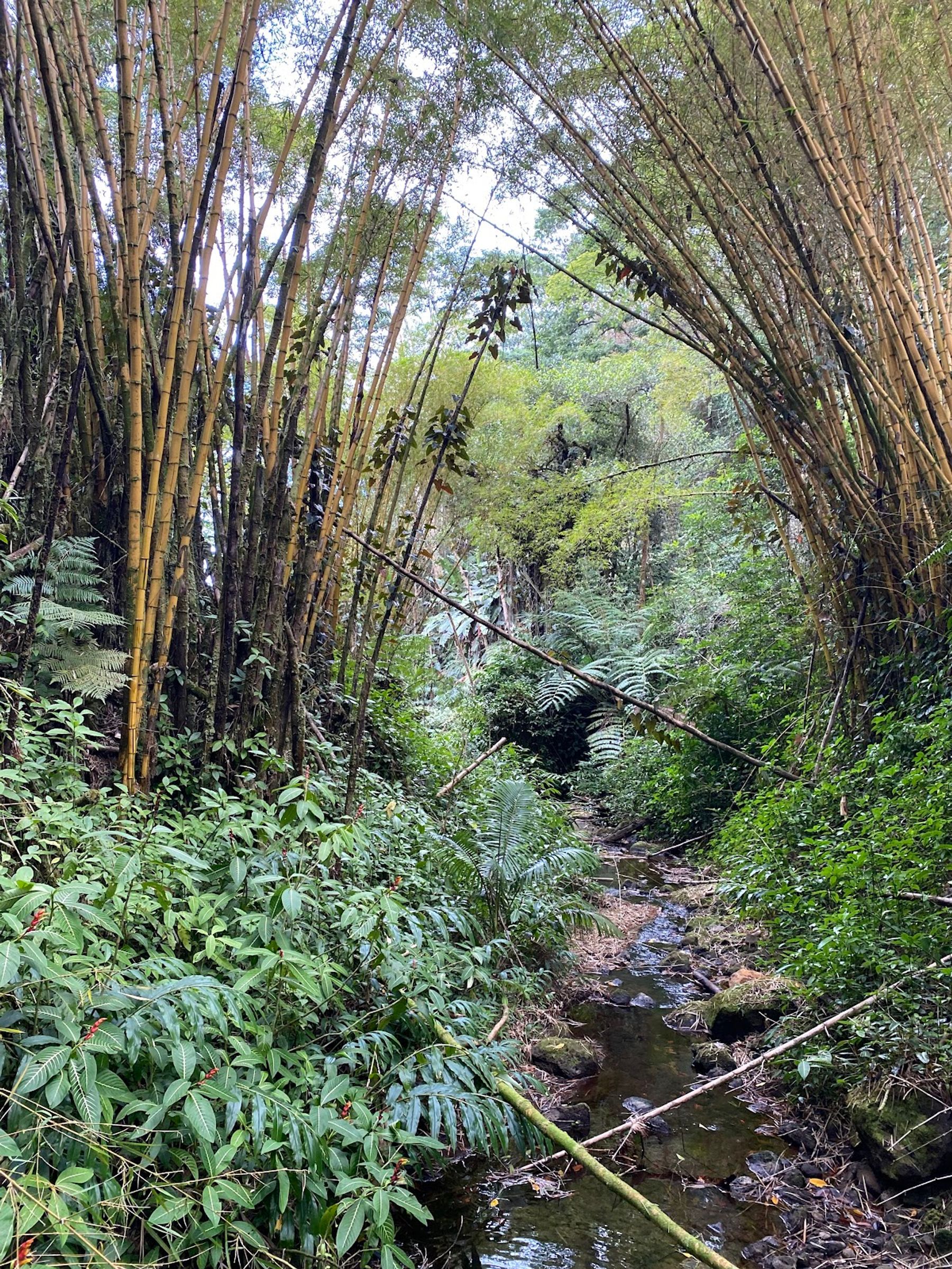 Photo 7 of ‘Akaka Falls in Greater Hilo, Big Island