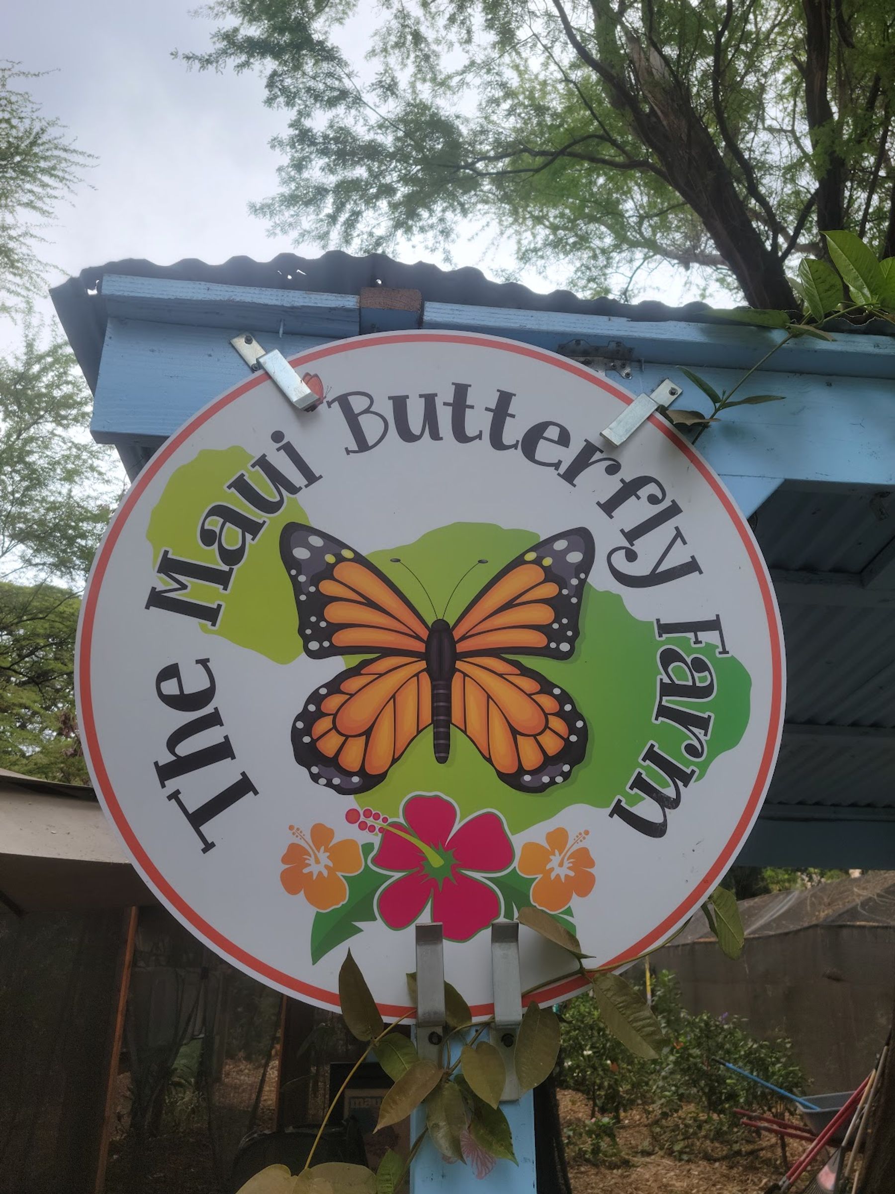 Photo 8 of The Maui Butterfly Farm in Olowalu, Maui