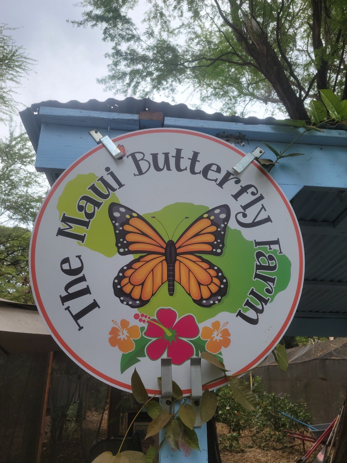 Photo 8 of The Maui Butterfly Farm in Olowalu, Maui