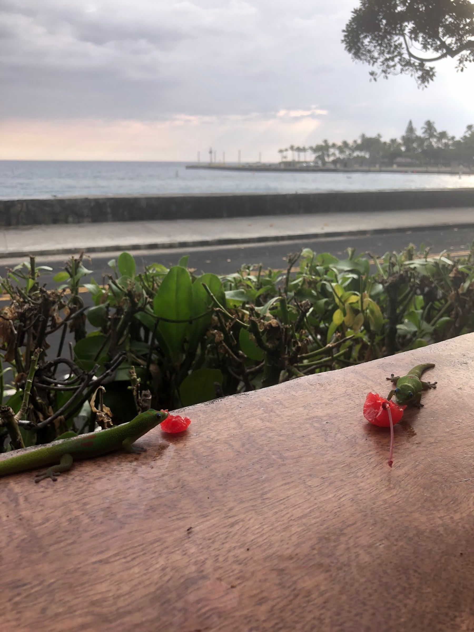 Photo 5 of Da Shark Shack in Kailua-Kona, Big Island