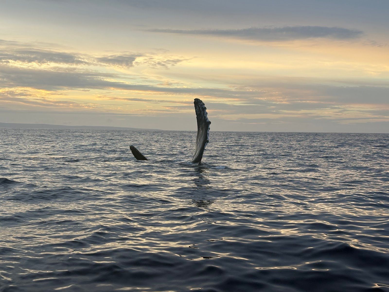 Photo 3 of Ultimate Whale Watch & Snorkel in Lāhainā, Maui