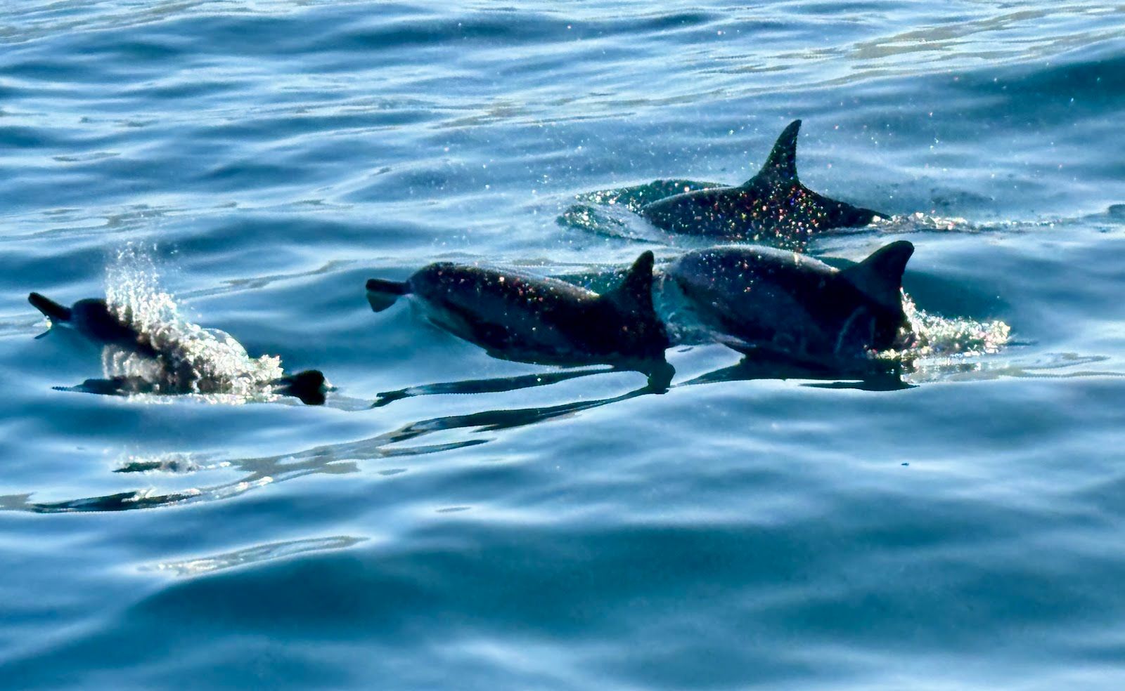 Makana Charters in Waimea, Kaua‘i photo 3