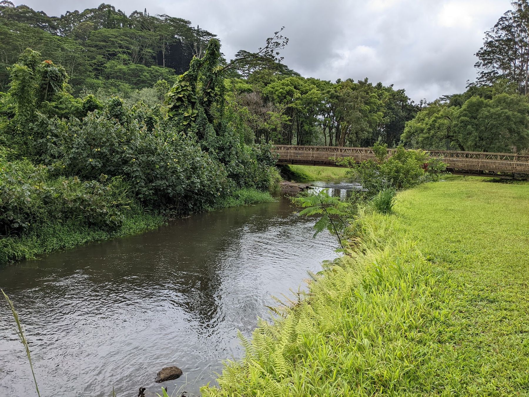 Keahua Arboretum in Kapaʻa, Kaua‘i photo 6