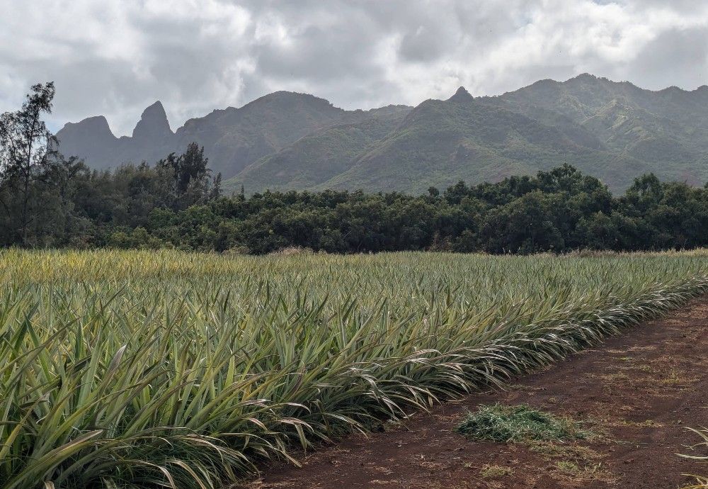 Thursday Pineapple & Path