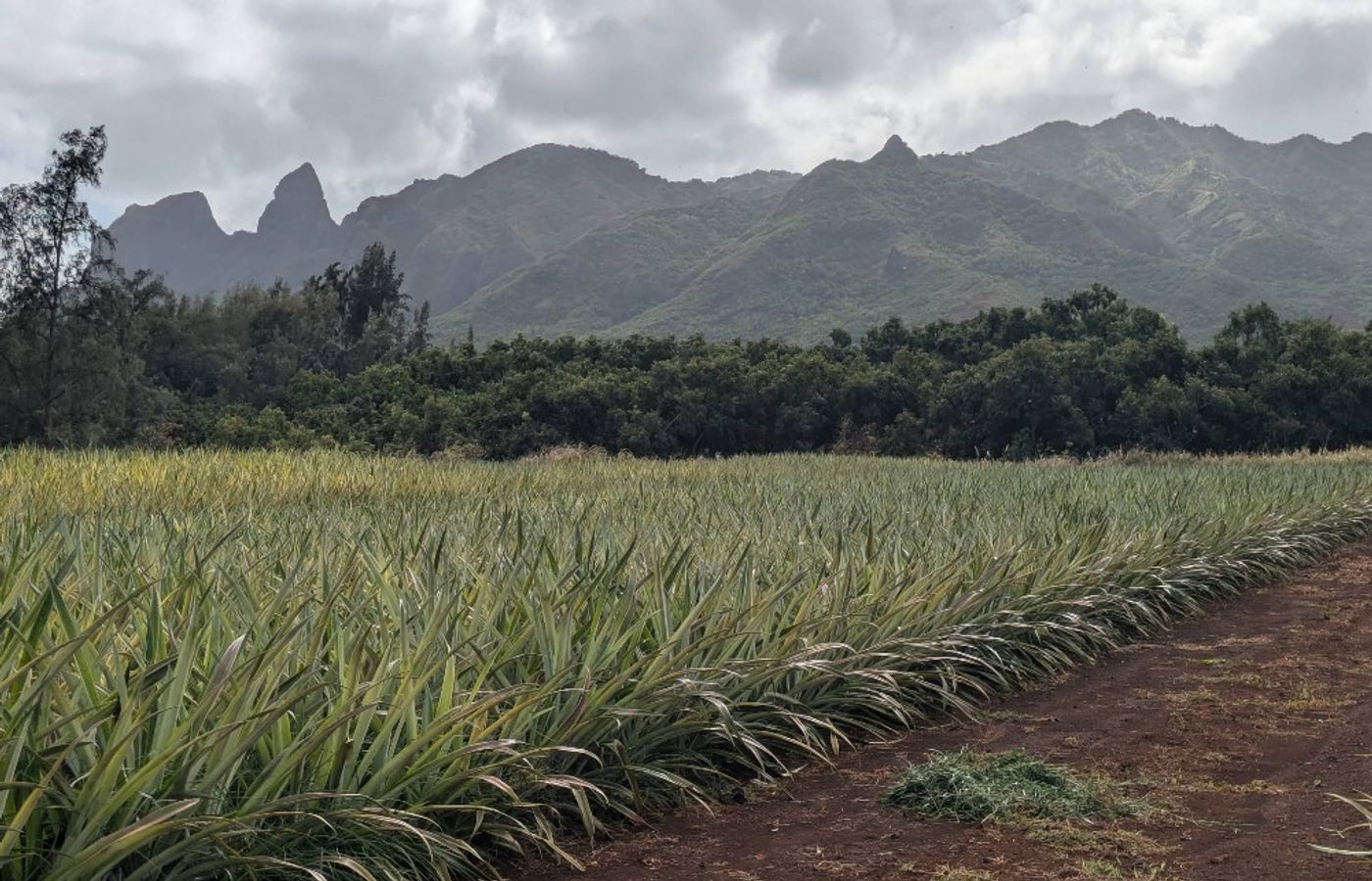 Thursday Pineapple & Path