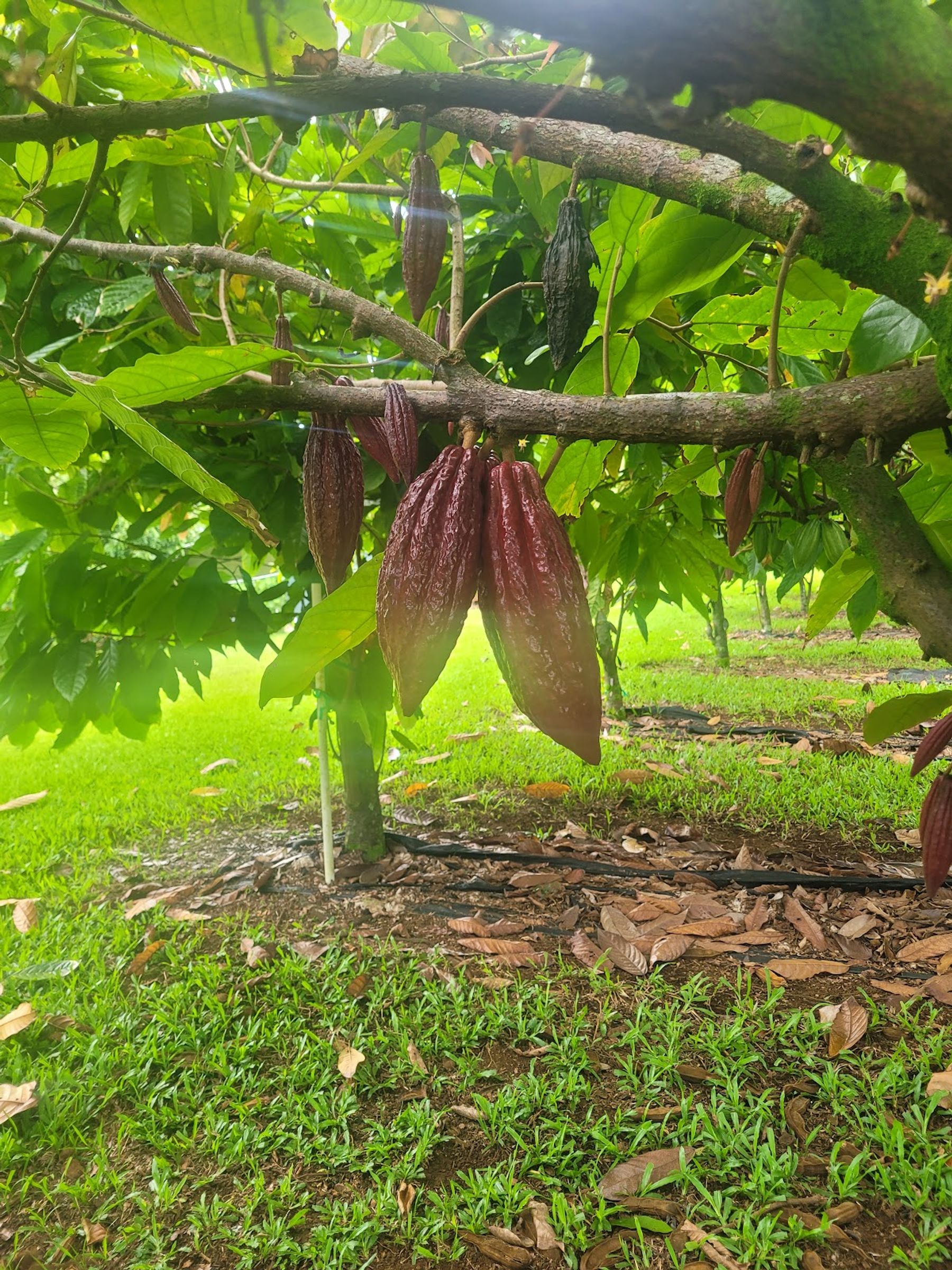 Photo 2 of Honolii Orchards in Greater Hilo, Big Island
