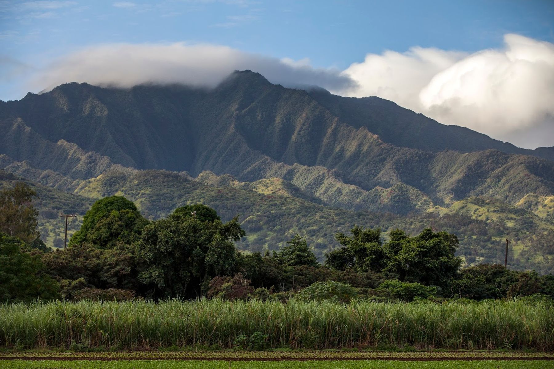 Photo 1 of Kō Hana Distillers in Waipahu & Kunia, Oahu