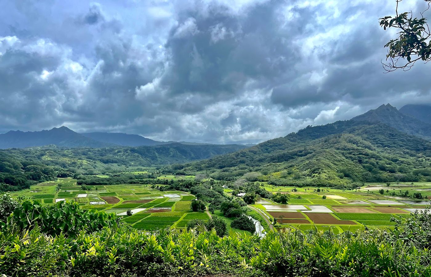 North Shore Saturday market