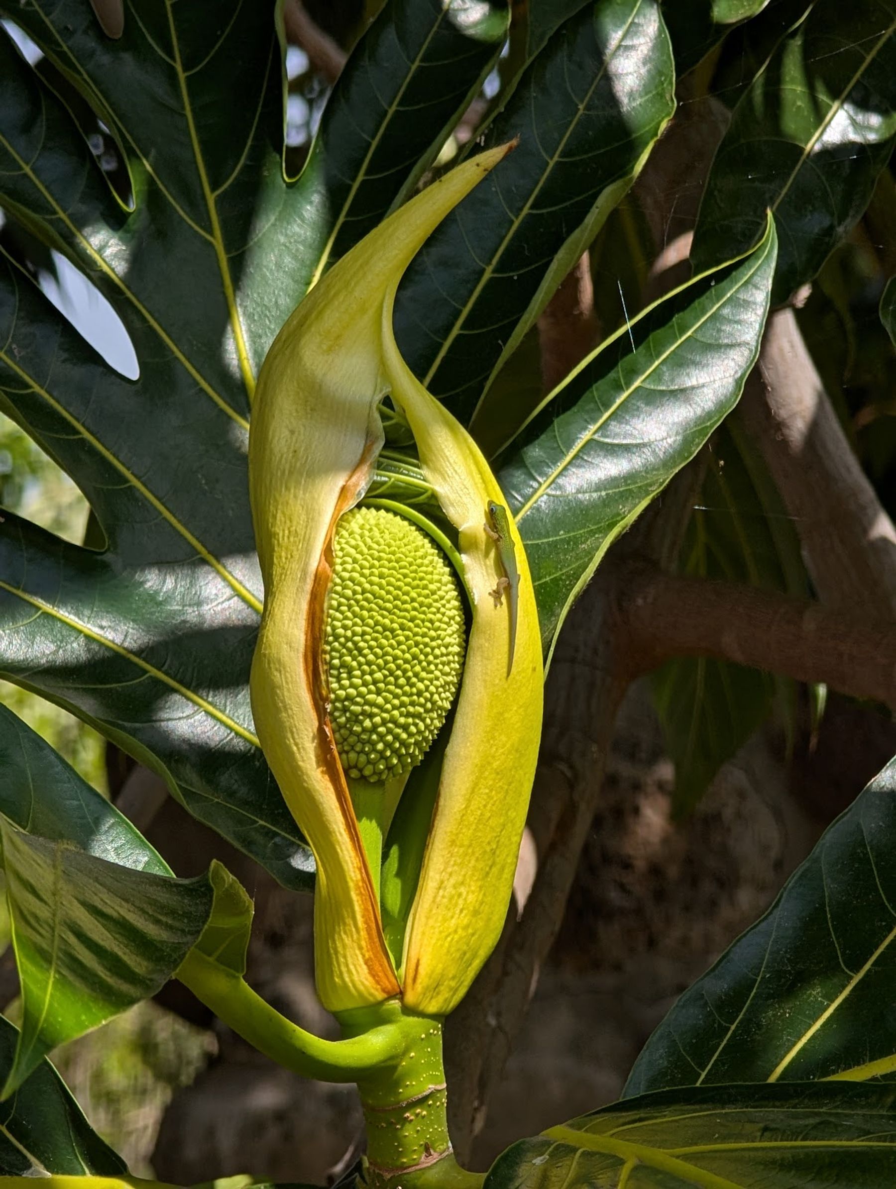 Photo 7 of Maui Nui Botanical Gardens in Kahului, Maui