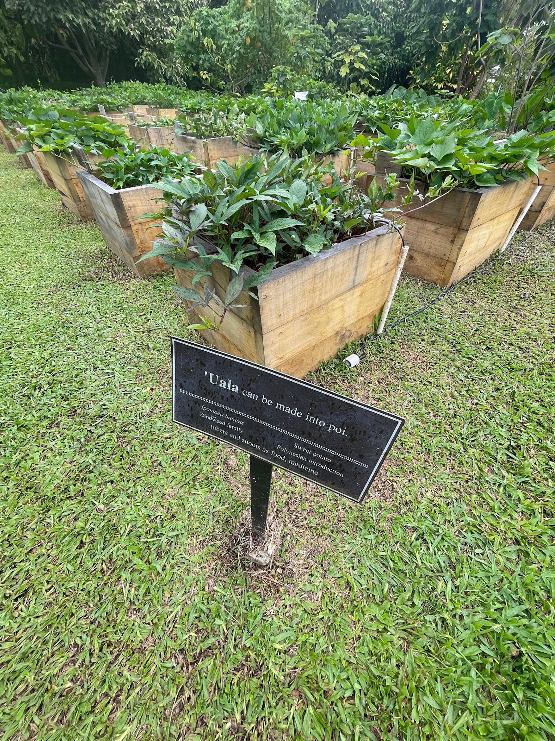 Photo 8 of Amy Greenwell Ethnobotanical Garden in South Kona, Big Island