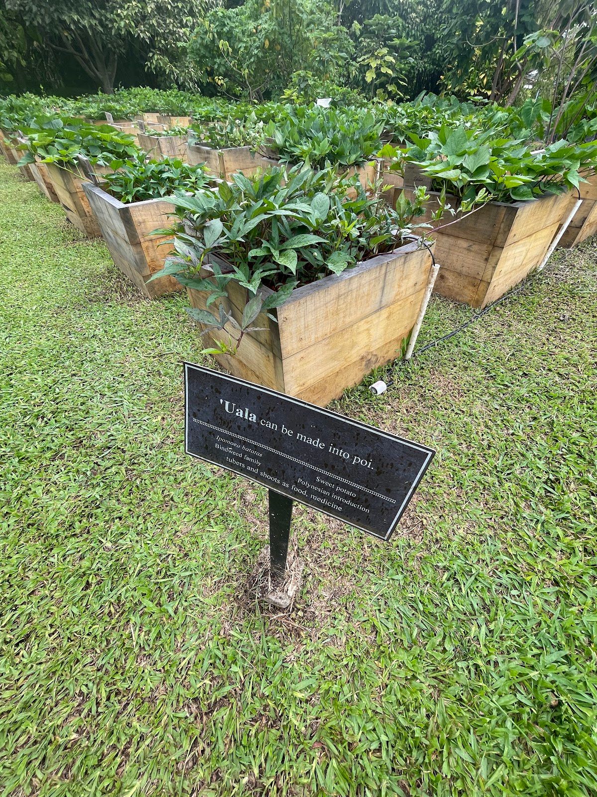Photo 8 of Amy Greenwell Ethnobotanical Garden in South Kona, Big Island