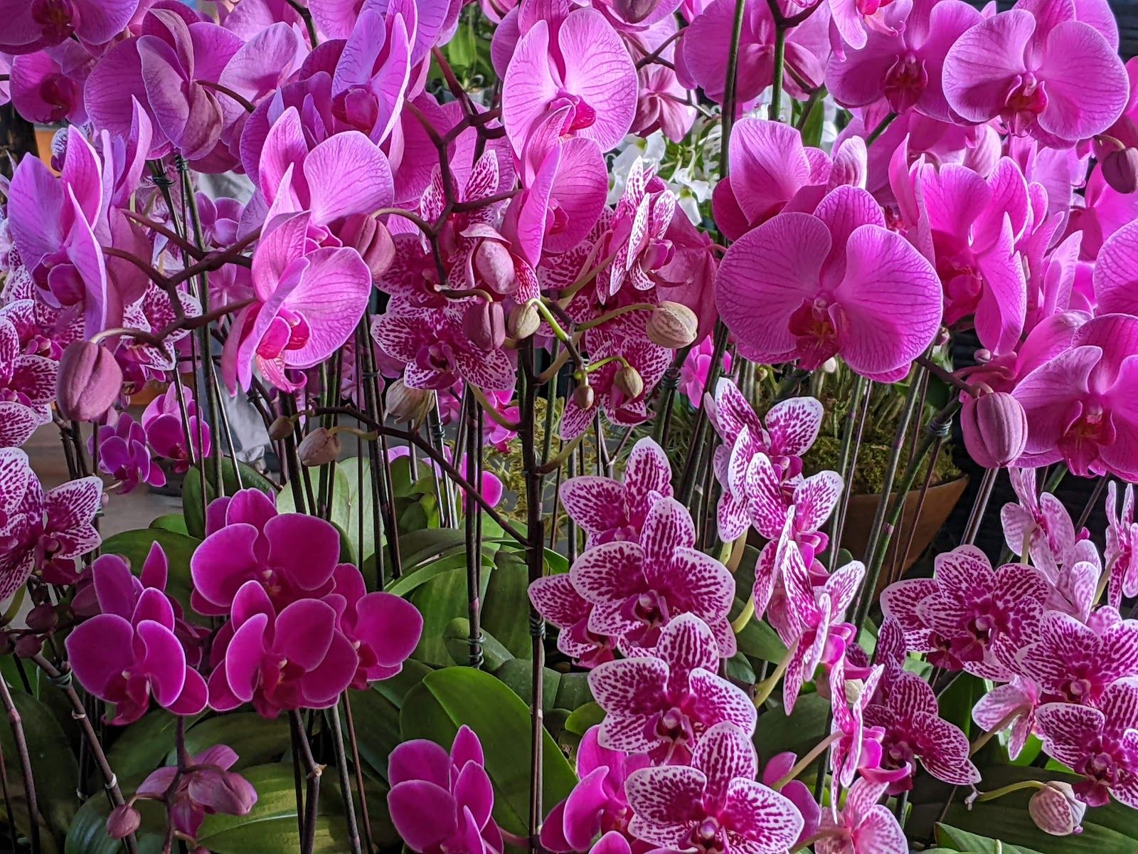 Photo 8 of Aunt Sally Kaleohano's Lū‘au Hale in Hilo, Big Island