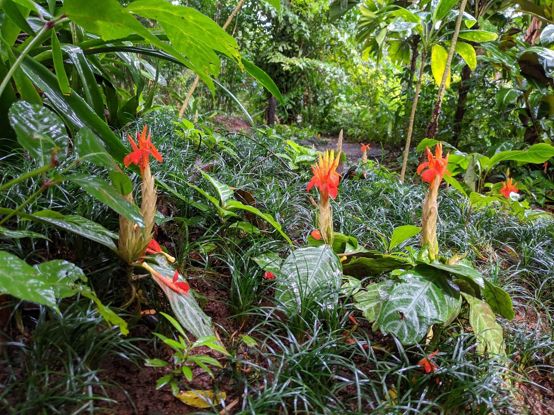 Photo 10 of Wahiawā Botanical Garden in Wahiawā, Oahu