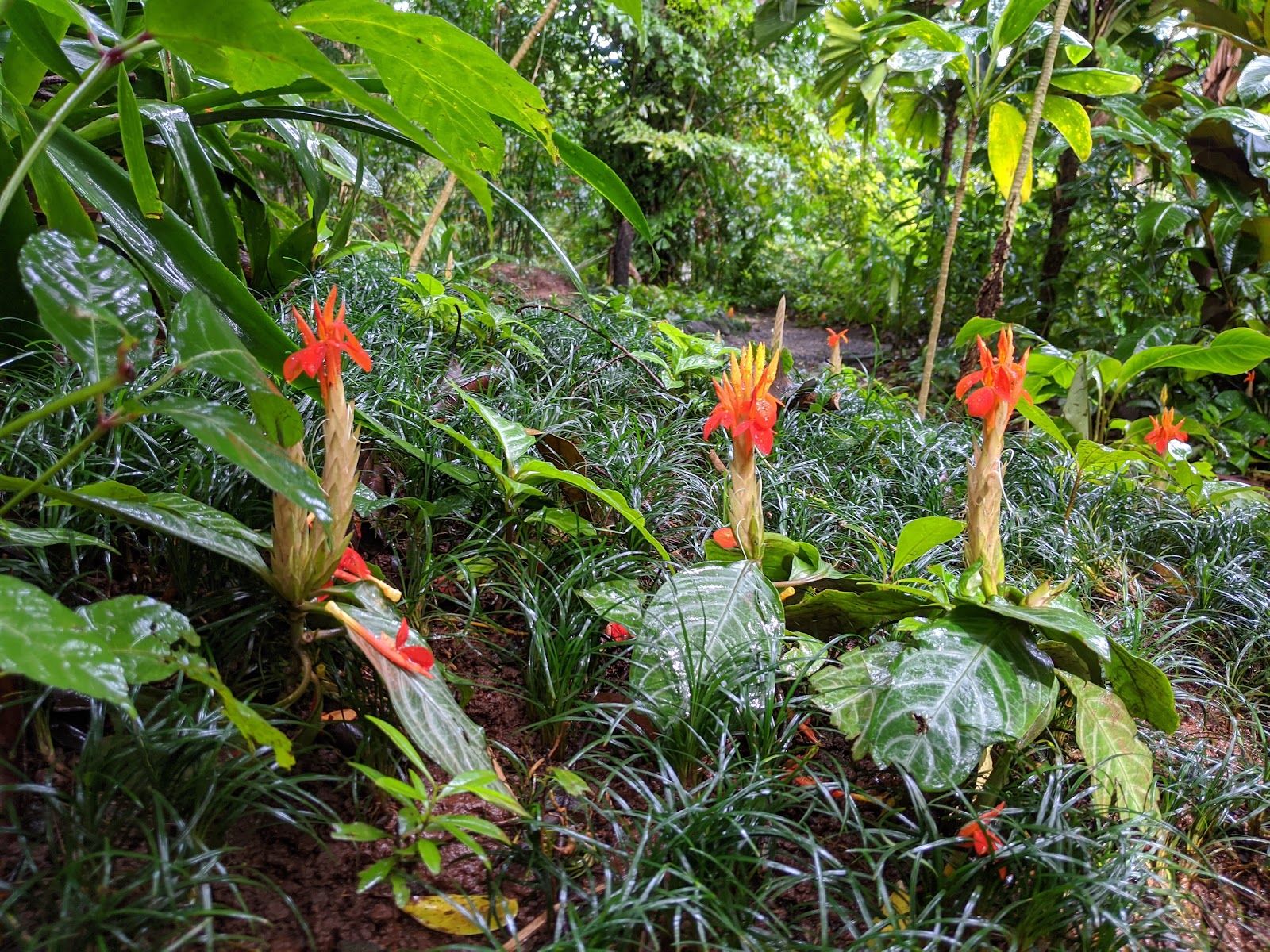Photo 10 of Wahiawā Botanical Garden in Wahiawā, Oahu