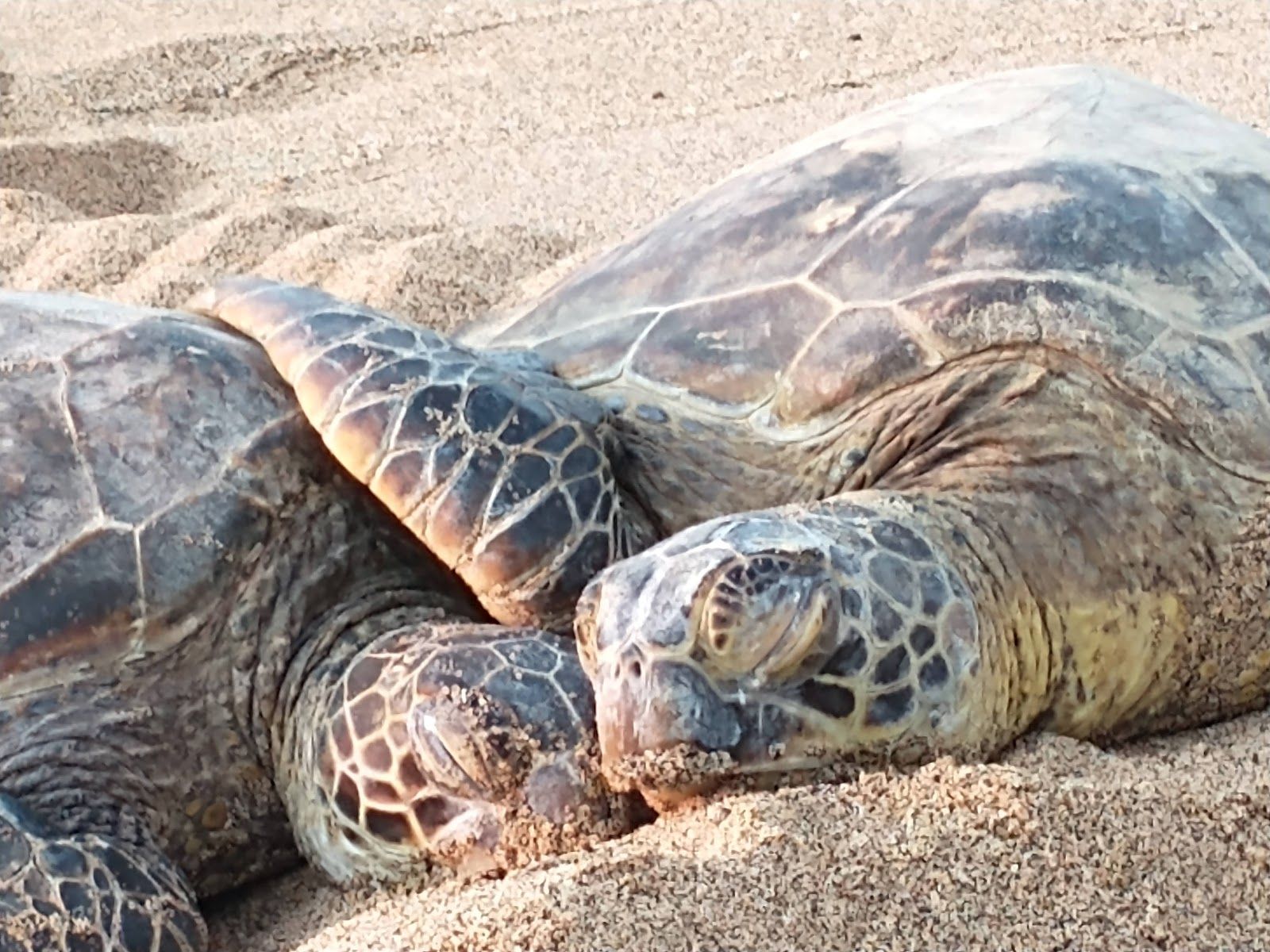 Photo 7 of ʻAnaehoʻomalu Beach in Waikoloa, Big Island