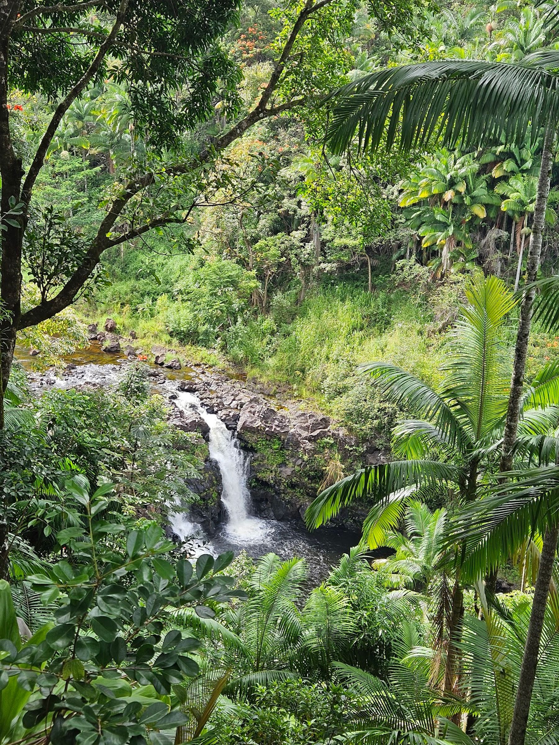 Photo 10 of Wailea Horseback Adventure - Waipio Ridge Stables LLC in Greater Hilo, Big Island