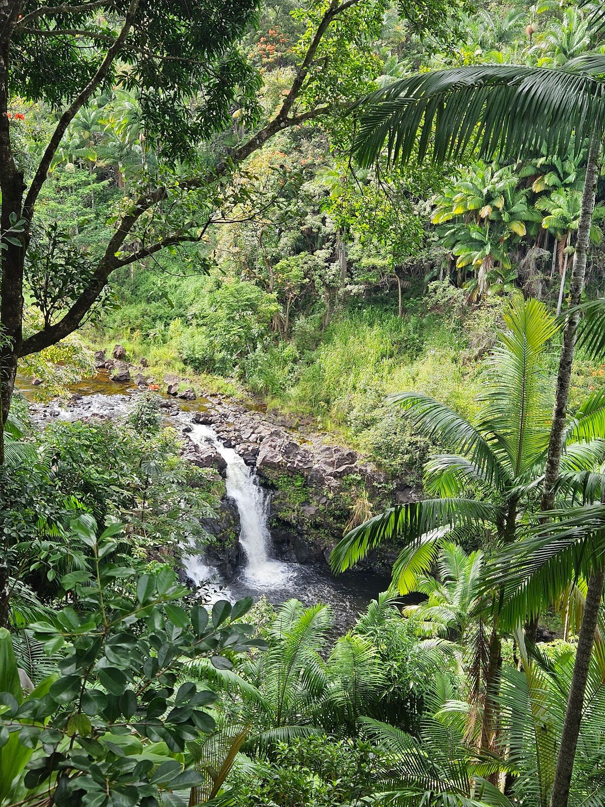 Photo 10 of Wailea Horseback Adventure - Waipio Ridge Stables LLC in Greater Hilo, Big Island