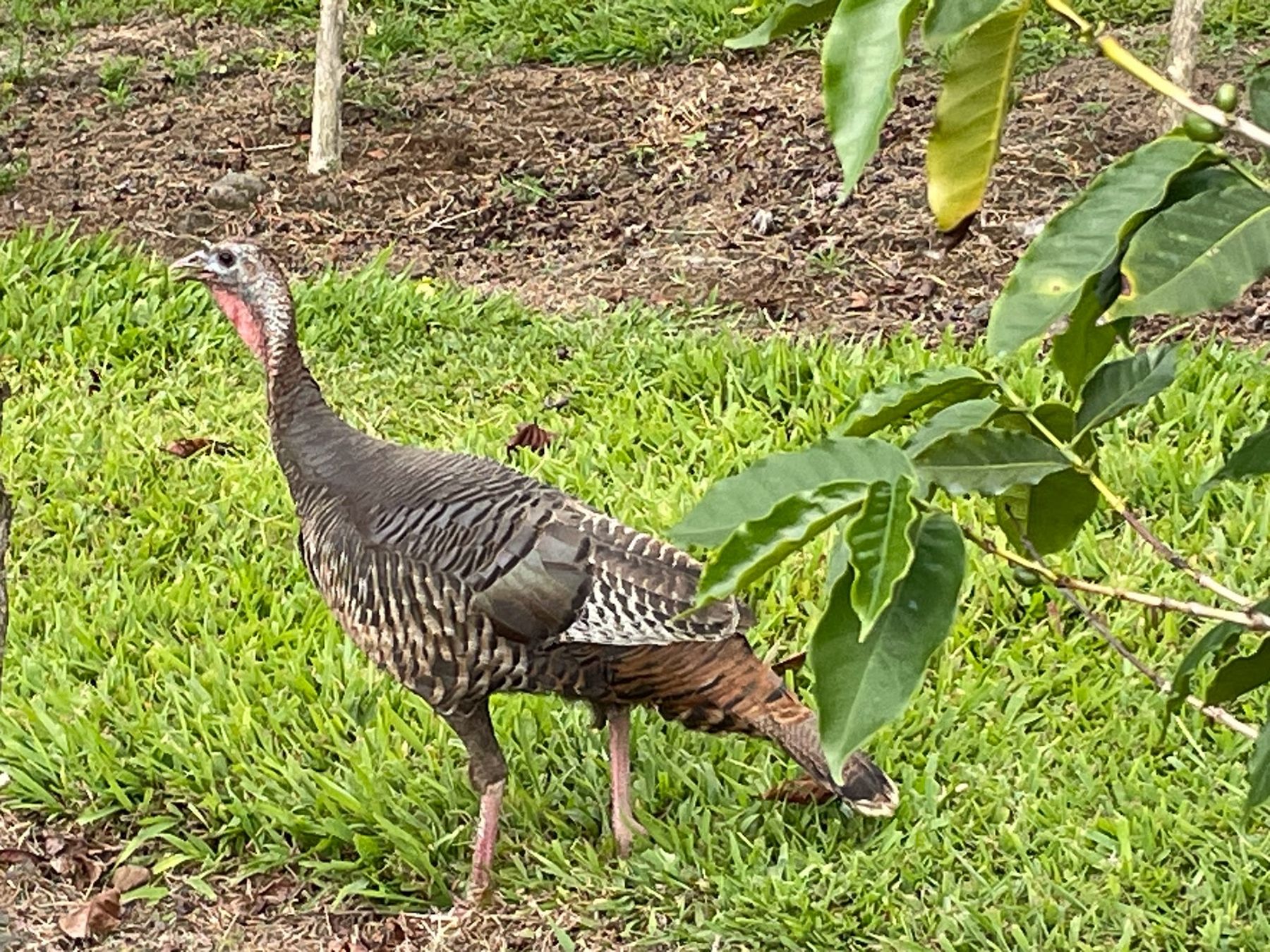 Photo 9 of Uluwehi Coffee Farm in Hōlualoa, Big Island