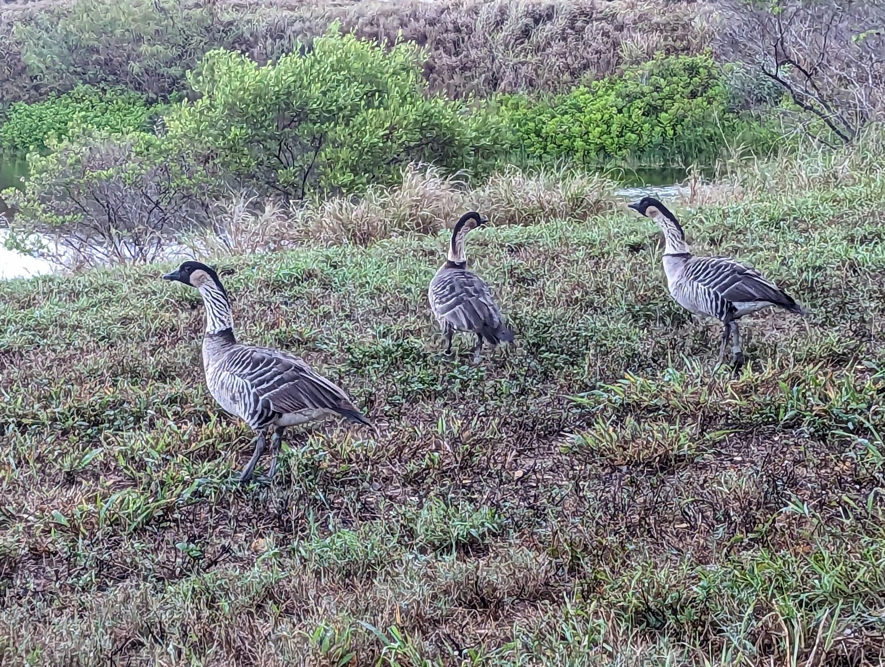 Kawaiʻele Waterbird Sanctuary in Kekaha, Kaua‘i photo 4