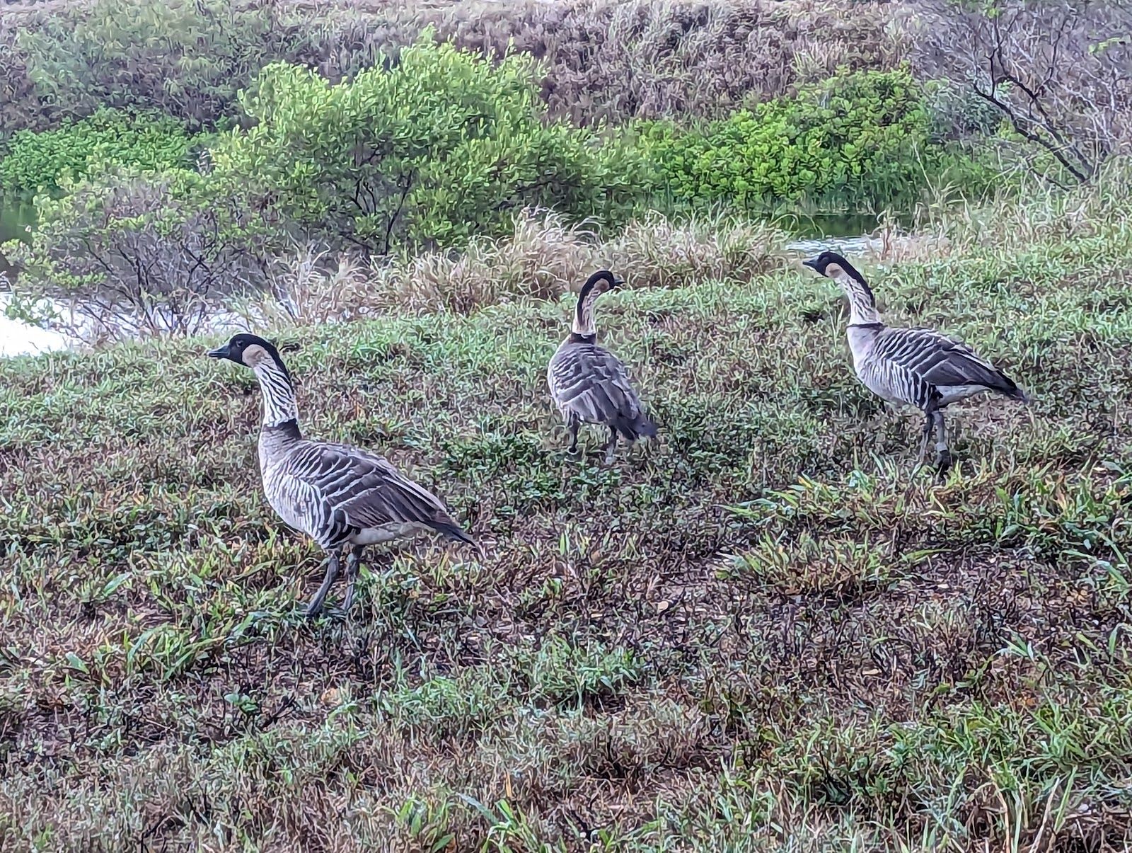 Kawaiʻele Waterbird Sanctuary in Kekaha, Kaua‘i photo 4