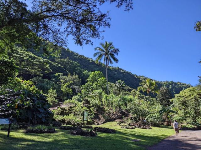 Lush native and tropical plants along a path at Waimea Botanical Garden.
