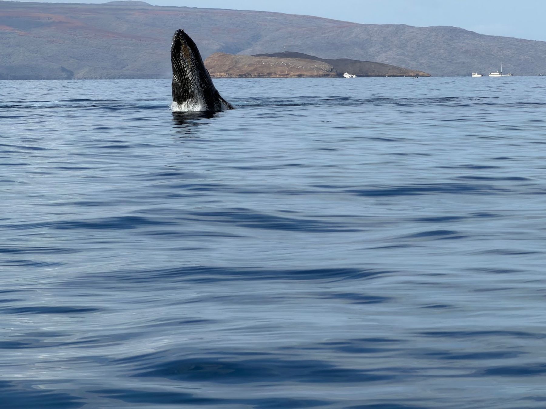 Photo 3 of Maui Snorkel Charters in Wailea, Maui