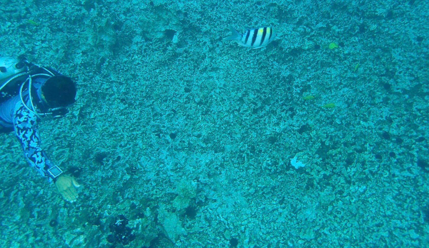Photo 5 of Fair Wind Cruises in Kailua-Kona, Big Island