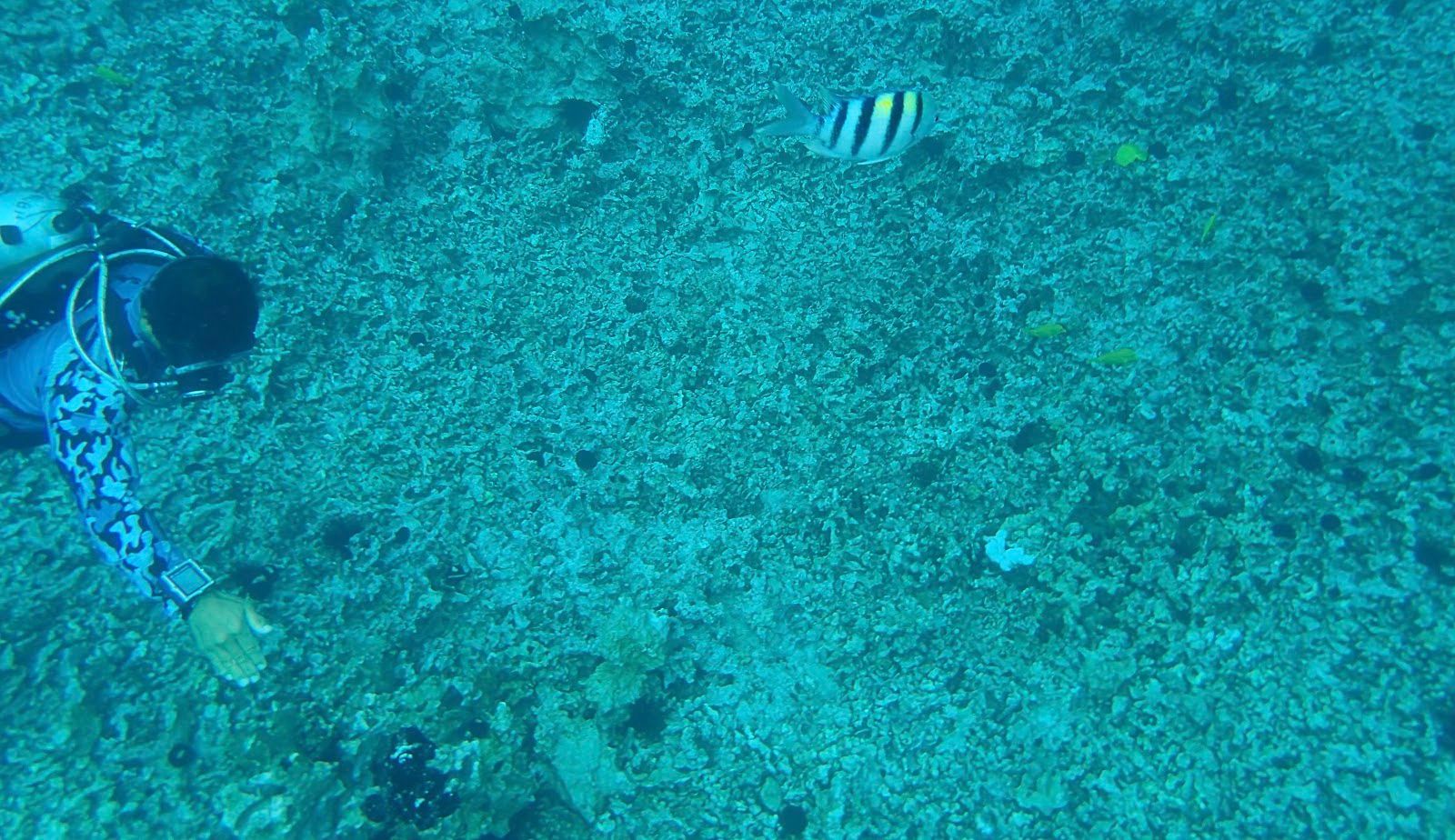Photo 5 of Fair Wind Cruises in Kailua-Kona, Big Island