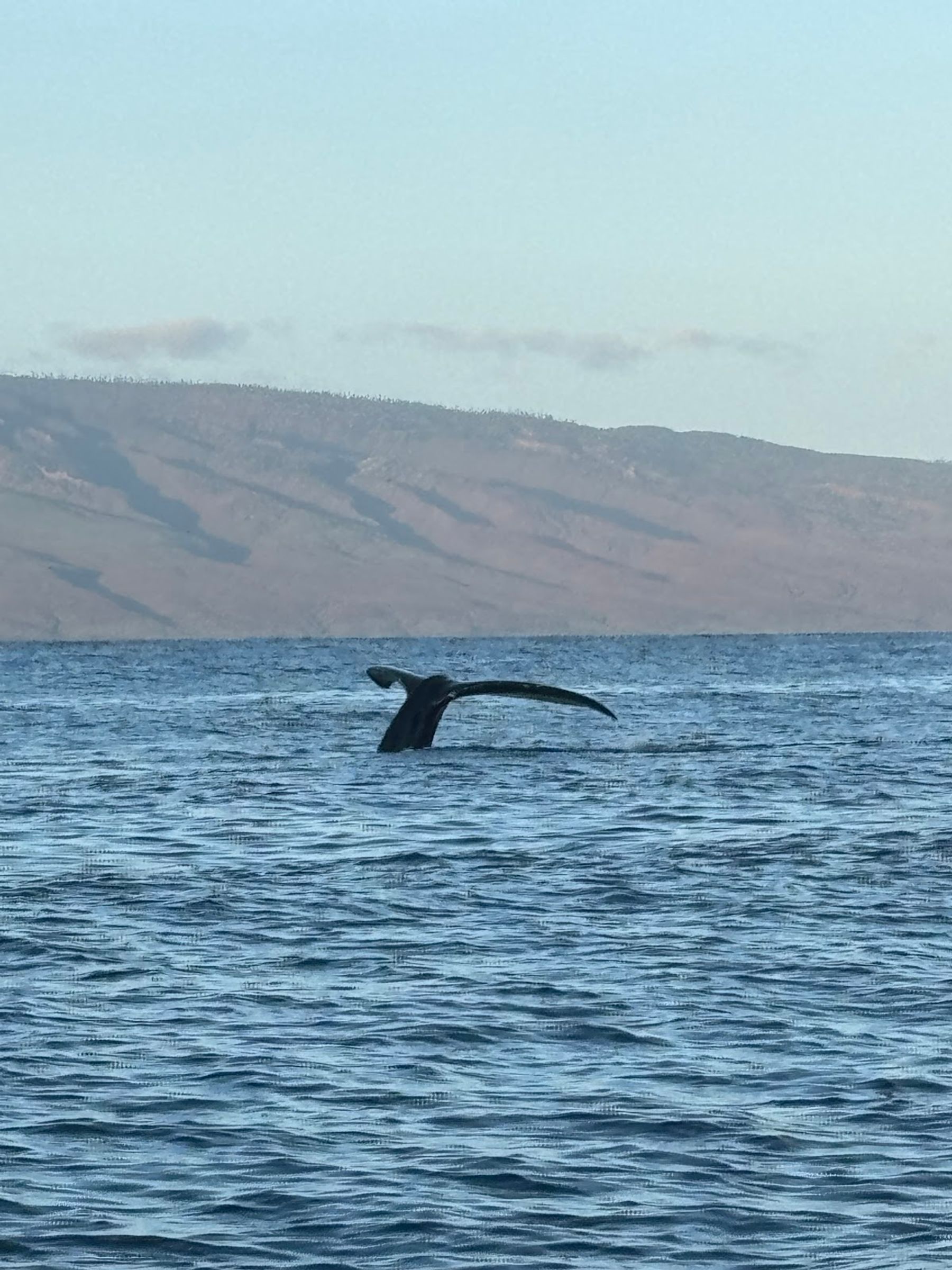 Photo 6 of Maui Whale Adventures in Kāʻanapali, Maui