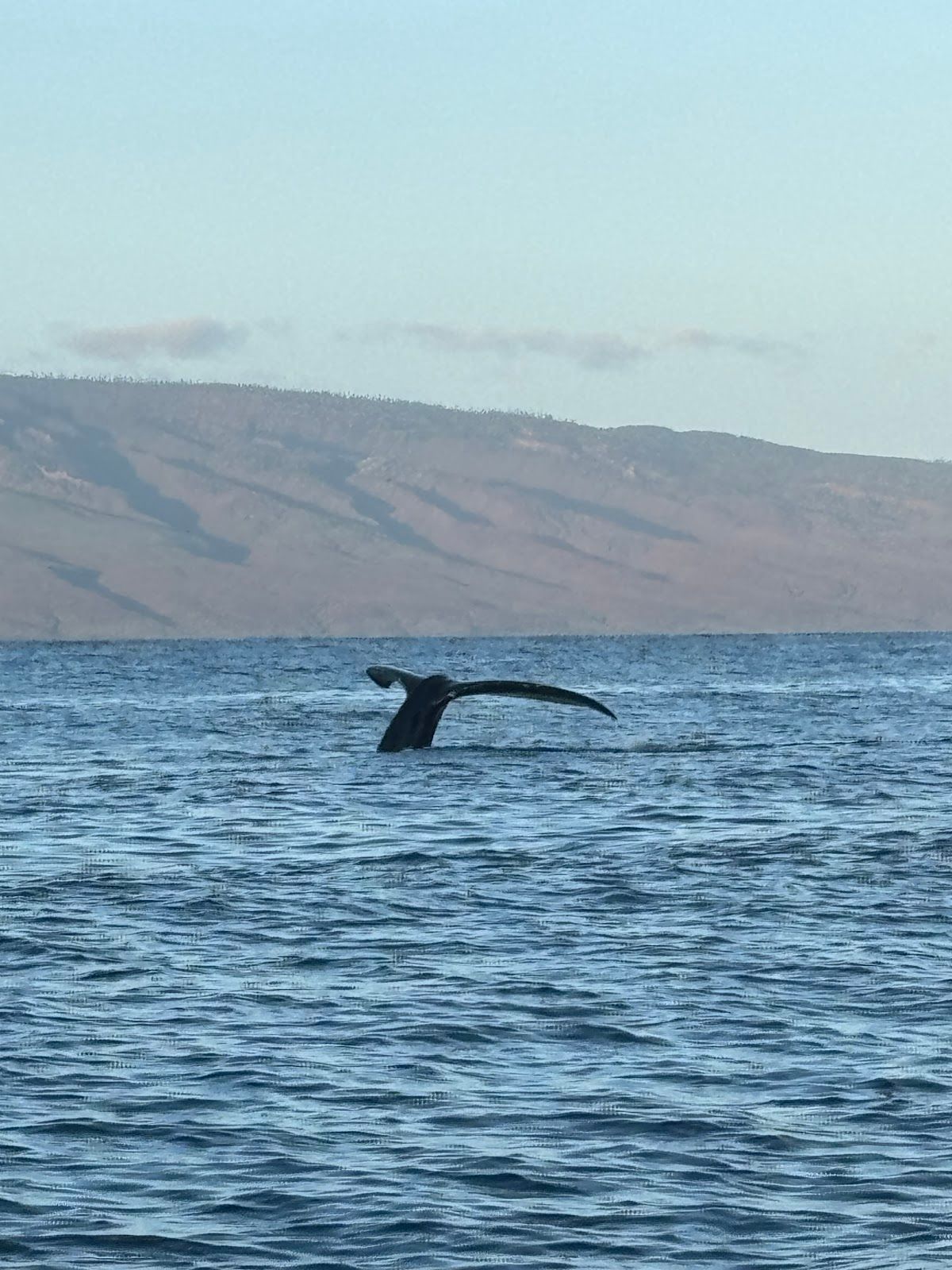 Photo 6 of Maui Whale Adventures in Kāʻanapali, Maui