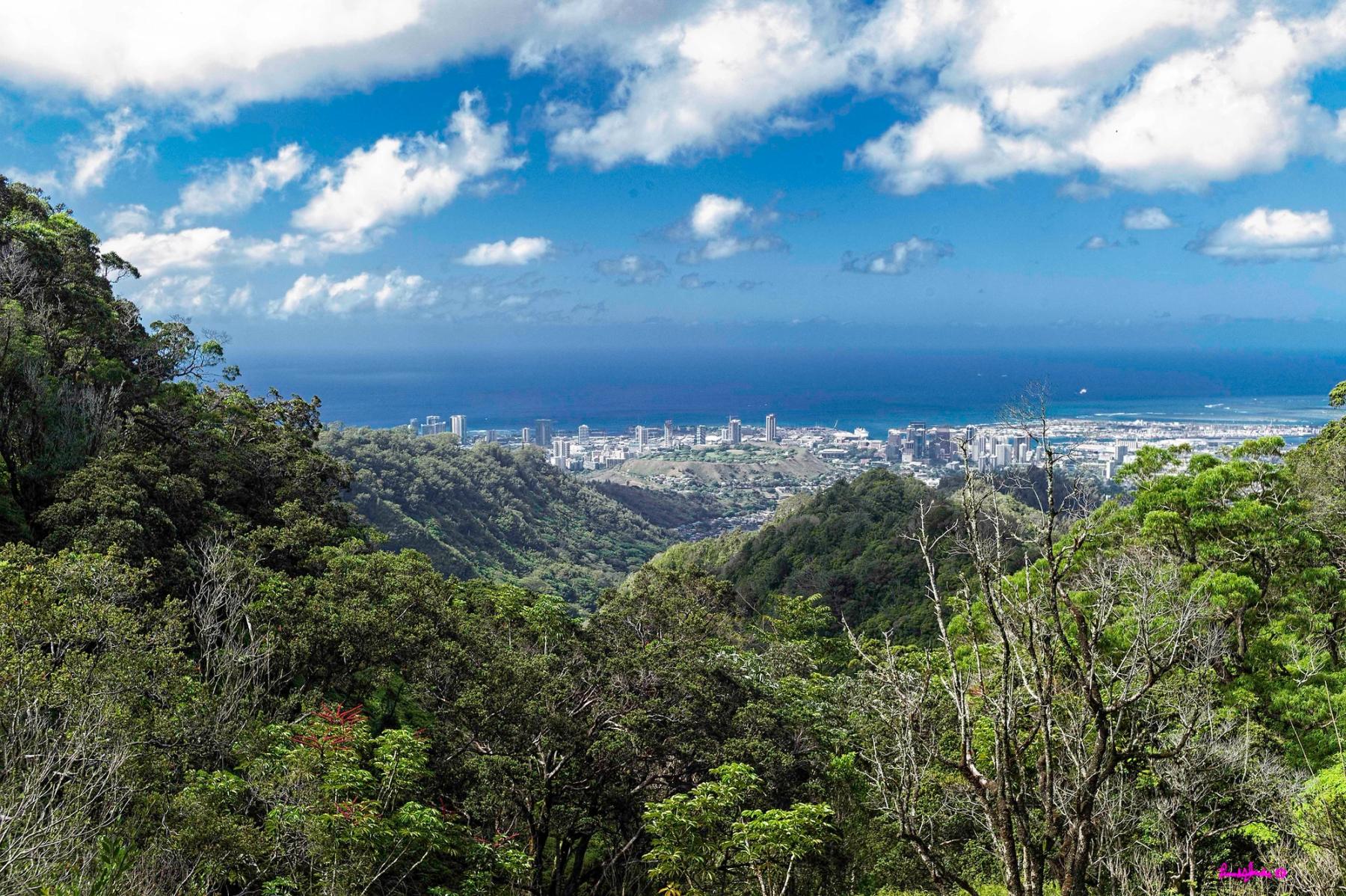 View from a forested ridge over a green valley toward Honolulu’s skyline and the ocean under scattered clouds.