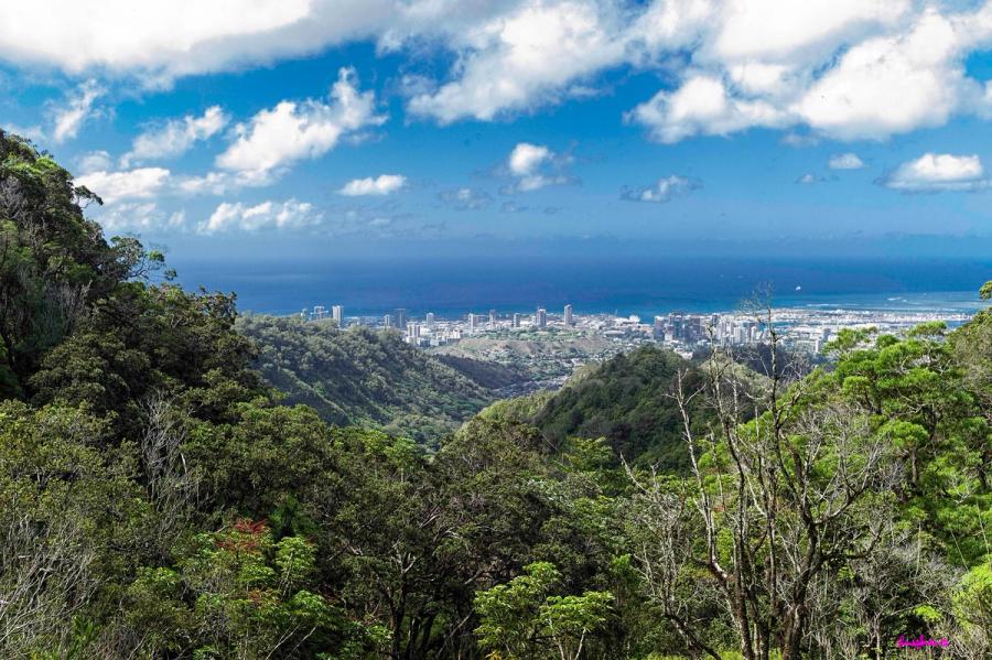 View from a forested ridge over a green valley toward Honolulu’s skyline and the ocean under scattered clouds.
