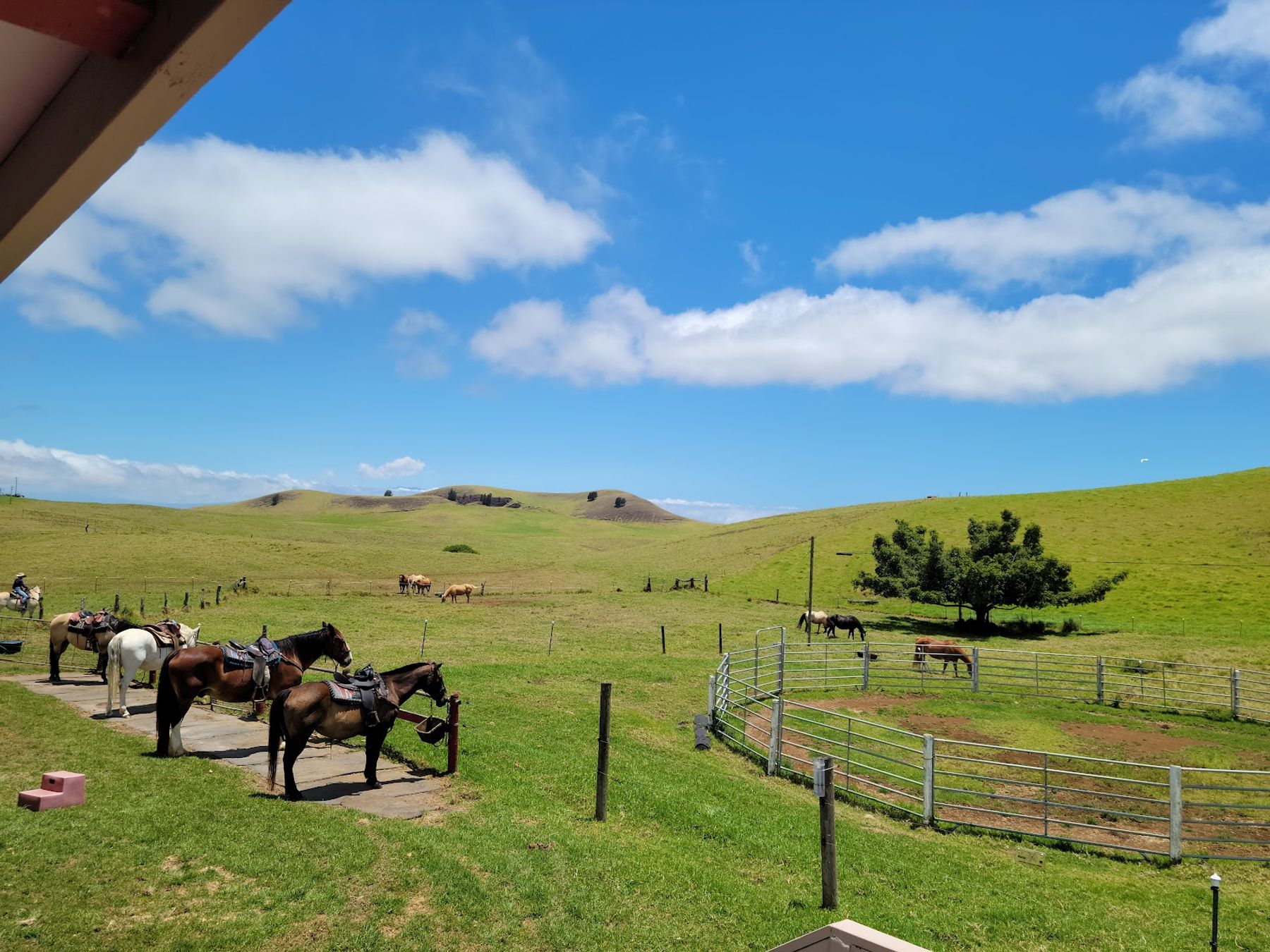 Photo 5 of Paniolo Adventures in Waimea, Big Island