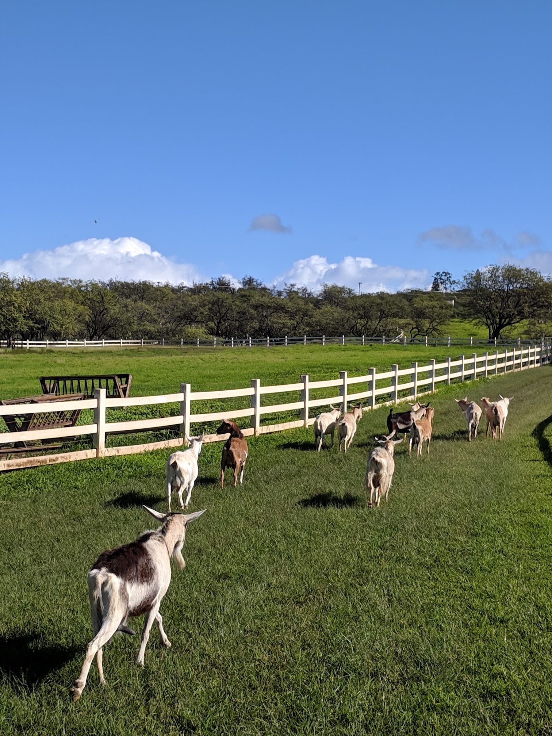 Photo 2 of Surfing Goat Dairy in Kula, Maui