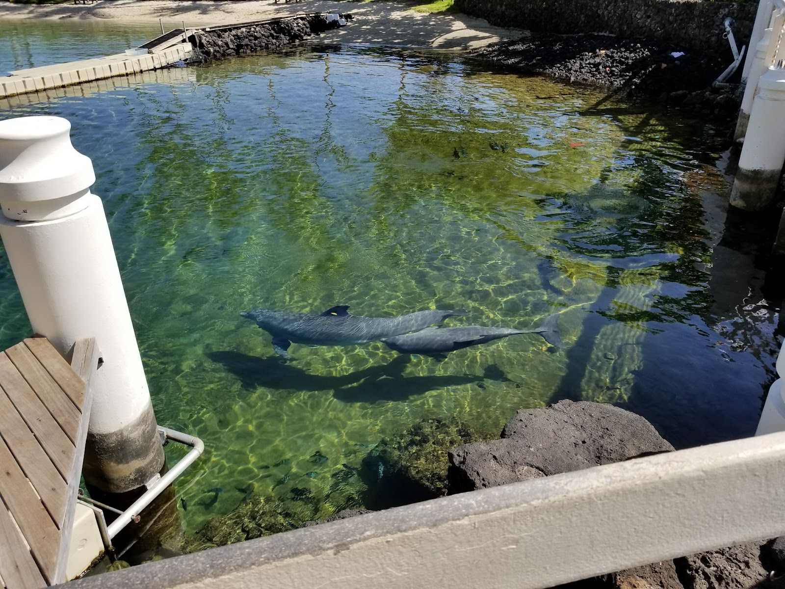 Photo 4 of Dolphin Quest Hawaii in Waikoloa, Big Island