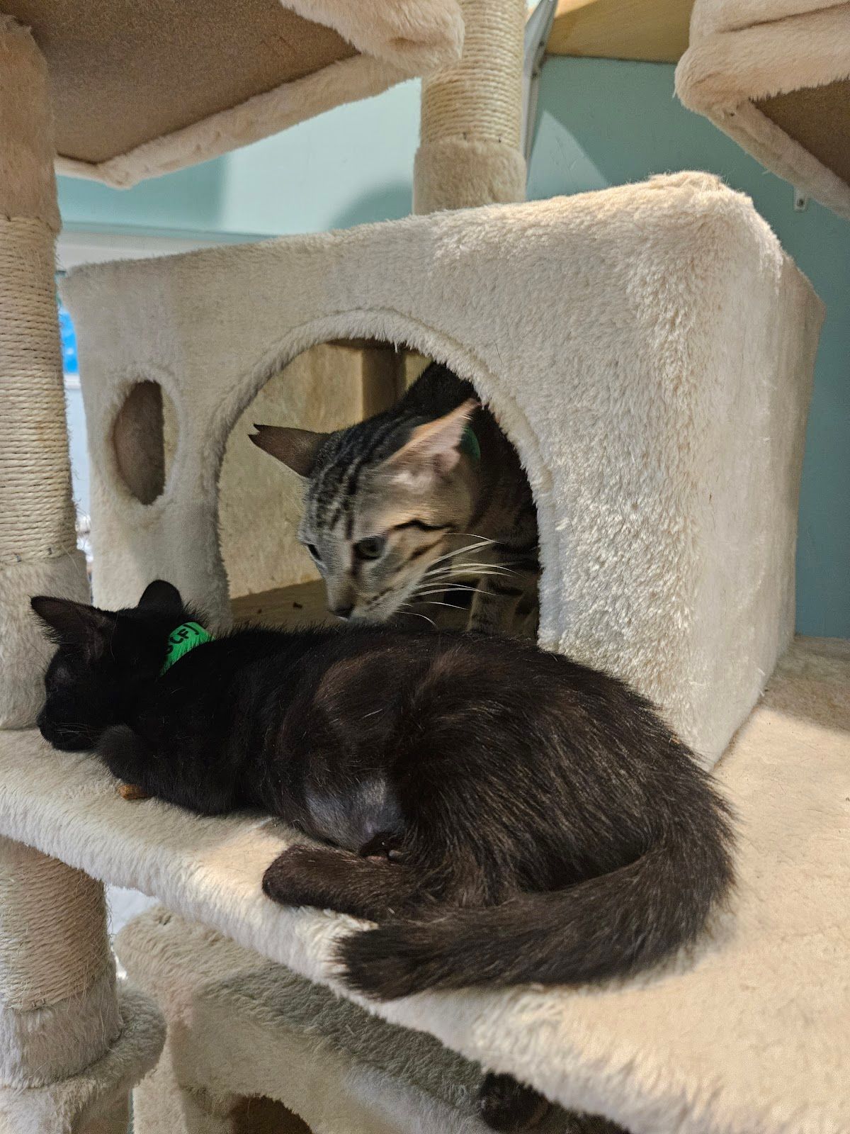 Photo 6 of Toe Beans & Dreams Adoption Cafe in Pearl Harbor & ʻAiea, Oahu