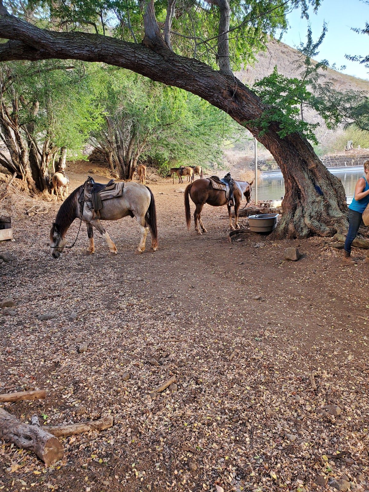 Photo 8 of Lahaina Stables in Lāhainā, Maui