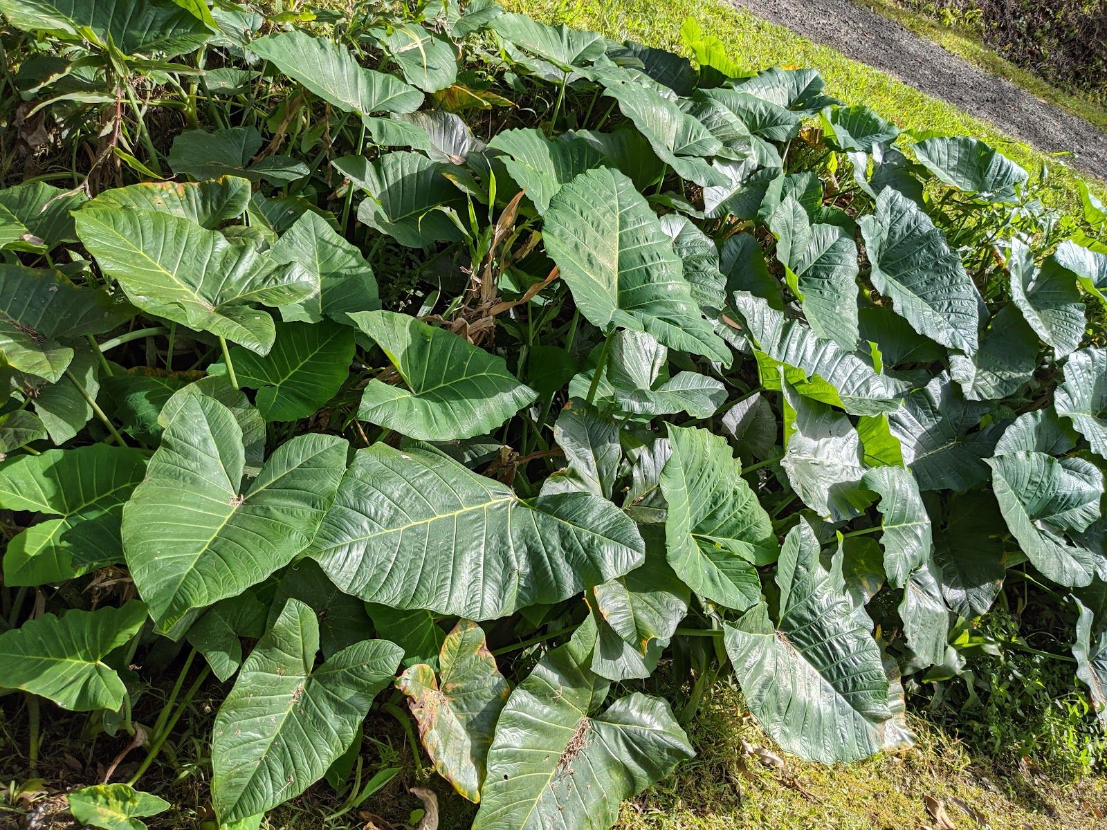 Photo 8 of Pua'a Ka'a State Wayside in Keʻanae-Nāhiku, Maui