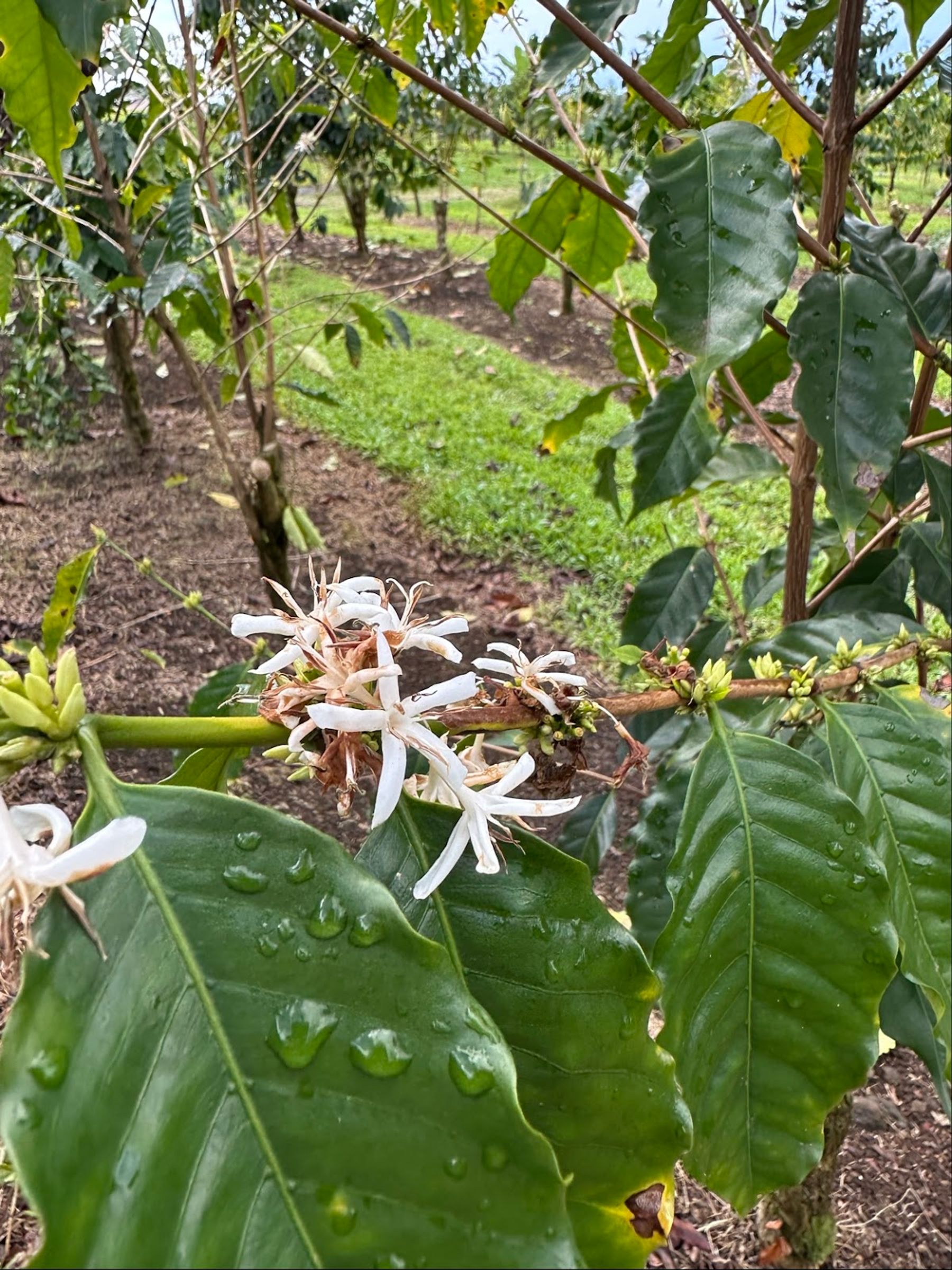 Photo 6 of Uluwehi Coffee Farm in Hōlualoa, Big Island