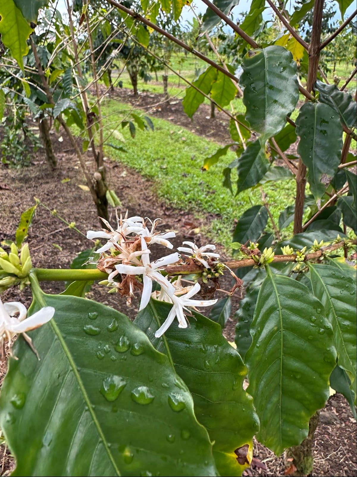 Photo 6 of Uluwehi Coffee Farm in Hōlualoa, Big Island
